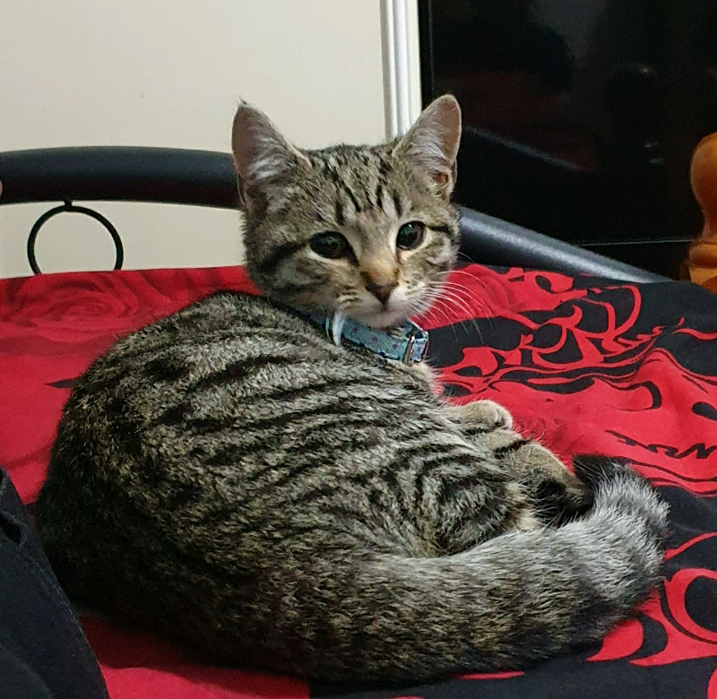 gumtree missing cat
